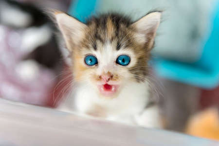 Cute native kitten with a blurry background. Focus on the eye.の写真素材