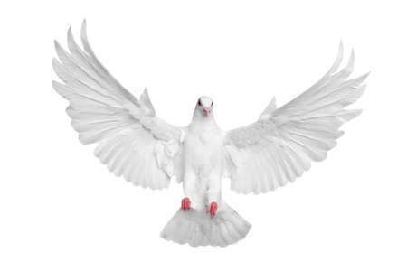 White pigeon flying isolated over white backgroundの写真素材