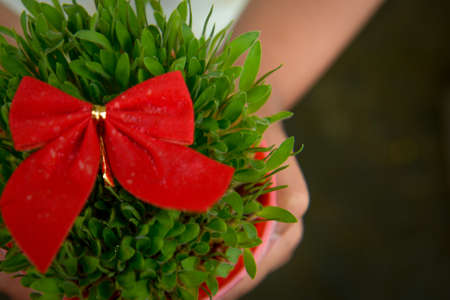 Girl holding green Christmas wheat in a pot with a red tie on the garden