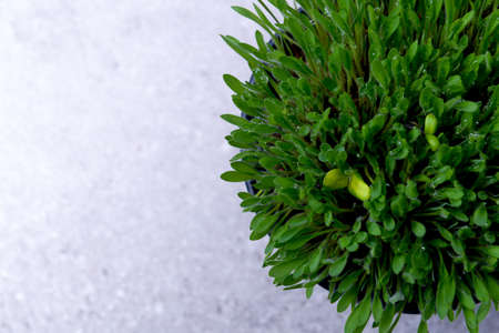 Close up view of millet grass plant in the pot