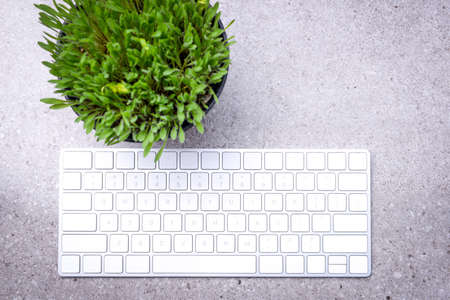 Close up view of millet grass plant in the pot with the keyboard on the desk