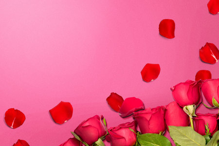 Red rose and rose petals on a colored background. Valentines dayの写真素材