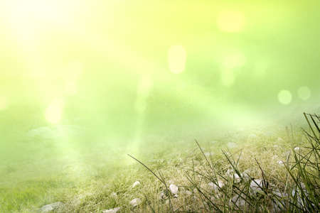 Green grass field with blurred light backgroundの写真素材