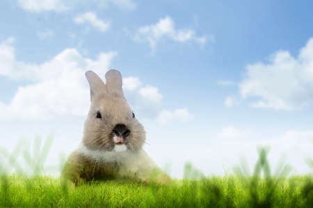 Cute easter bunny on the field. Happy Easterの写真素材