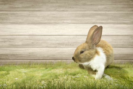 Cute easter bunny on the field with a wooden fence background. Happy Easterの写真素材
