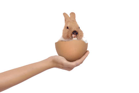 Hand holding a baby bunny in the broken eggs isolated over white background. Happy Easterの写真素材