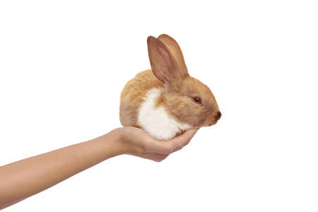 Human hands holding cute rabbit isolated over white background. Happy Easterの写真素材