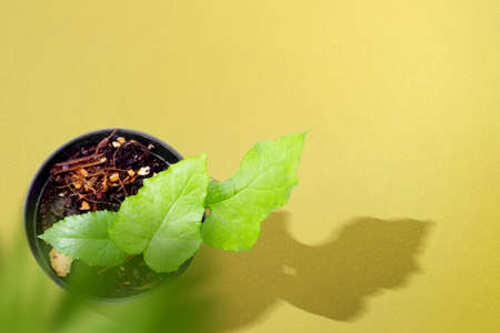 The green plant in a pot with a colored background. World environment day