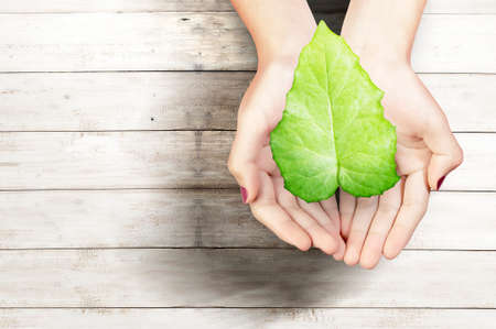 Human hand holding the green leaf. World environment day