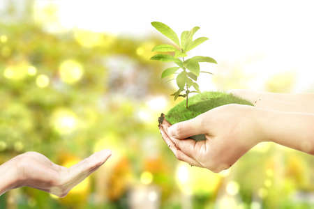 Human hands giving soil with growing plants above it. World environment day