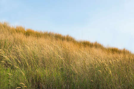 Landscape view of the savanna with blue sky backgroundの写真素材