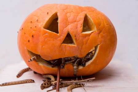 Jack-o-Lantern with worms on wooden table with white backgroundの写真素材