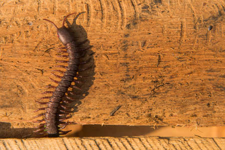 Close up view of centipede on wooden background