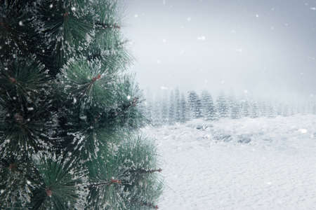 Snowy fir trees with snowfall backgroundの写真素材