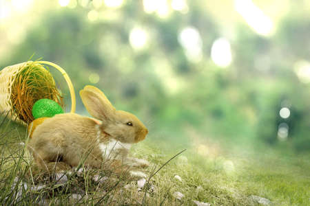 Cute easter bunny and colorful easter eggs spilled from the nest on the field. Happy Easter
