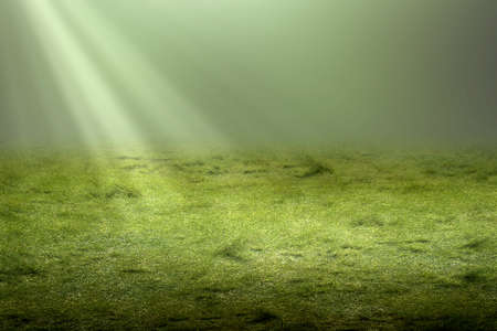 Green grass with sunlight backgroundの写真素材