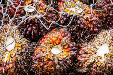 Bunch of harvested palm oil fruit for industry
