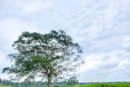 Trees with a blue sky backgroundの写真素材