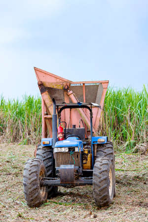 Machine for harvesting sugar cane on a plantation