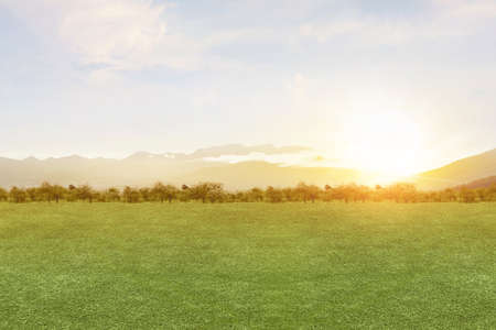 Meadow field with a sunset sky background