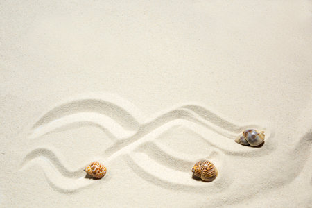 Shells on a sandy beachの写真素材