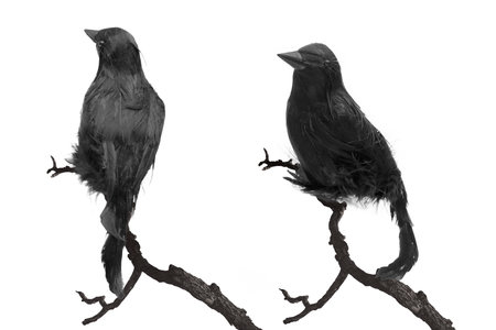 Crows isolated over white backgroundの写真素材