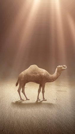 Camel crossing the desert with light backgroundの写真素材