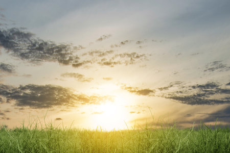 Meadow field with a sunset sky backgroundの写真素材