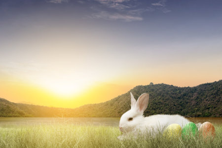 Colorful easter eggs and a rabbit on the field. Easter Egg Conceptの写真素材