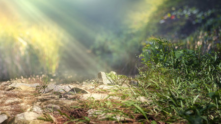 Green grass in the forest with sunlight backgroundの写真素材