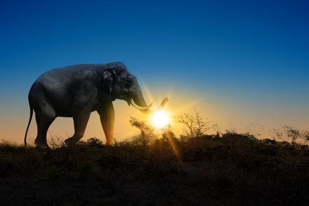 Elephant walking on the field with the sunrise scene backgroundの写真素材