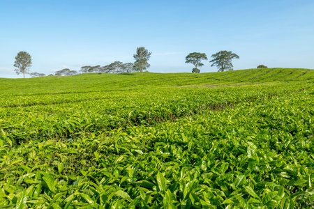 View of tea plantations with blue sky backgroundの写真素材