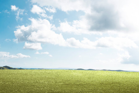 Meadow field with a blue sky backgroundの写真素材