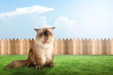 Portrait of a beige cat. International Cat Day conceptの写真素材