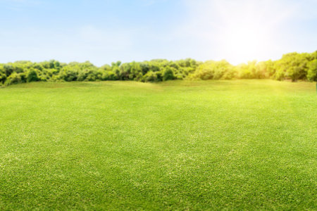 Meadow field with a blue sky backgroundの写真素材