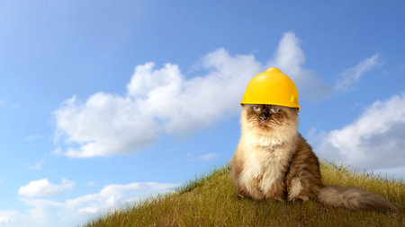 Beige cat wearing a safety helmet. Labor day conceptの写真素材