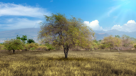 Meadow field with mountain and blue sky backgroundの写真素材