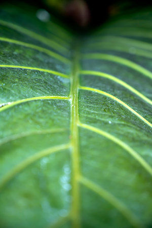 Close-up view of the green leaf of Anthurium plowmanii (Gelombang cinta). Wave of Love plant....