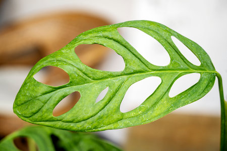 Close-up view of the green leaf of Monstera obliqua (Janda bolong). Monstera monkey mask plant....