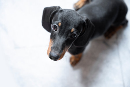 The dachshund dog on the floor inside the house