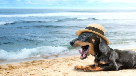 A portrait of a dachshund dog with a hat on the beach. Cute animal conceptの写真素材