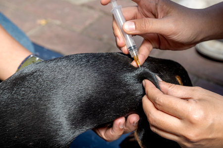 Veterinary giving the vaccine to dachshund dog at homeの写真素材
