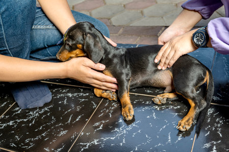 Veterinary giving the vaccine to dachshund dog at homeの写真素材