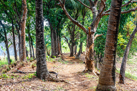 Trees on the field with a blue sky backgroundの写真素材