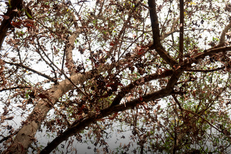 Tree branches and dry leaves with sky background