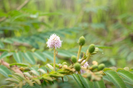Closeup view of a flower with green leaves and a blurred backgroundの写真素材