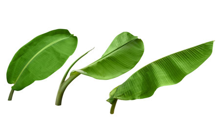 Set of green banana leaves isolated over a white backgroundの写真素材