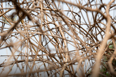 Tree branches and dry leaves with sky background