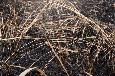 Closeup view of dry grass on the groundの写真素材