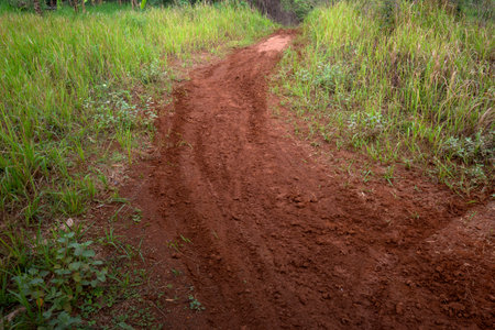 Trees on a rural road with a blue sky backgroundの写真素材